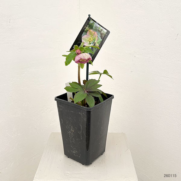 クリスマスローズ：スウィングシングル26-01／1.5Lポット【現品販売】