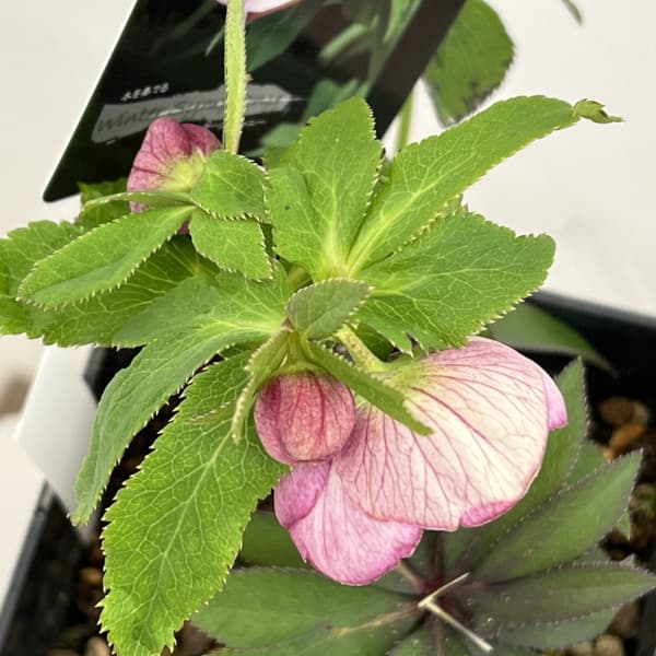 クリスマスローズ：スウィングシングル26-01／1.5Lポット【現品販売】