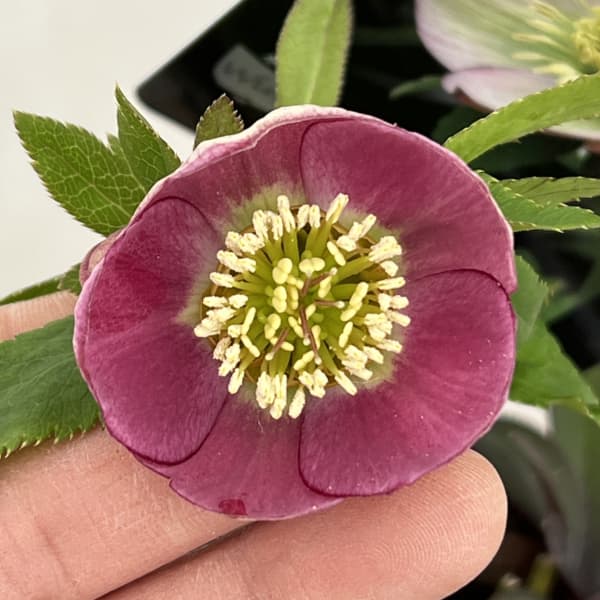 クリスマスローズ：スウィングシングル26-01／1.5Lポット【現品販売】