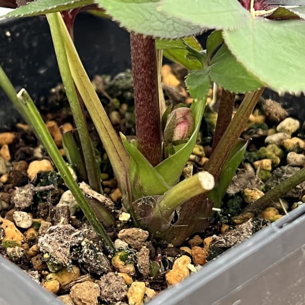 クリスマスローズ：スウィングシングル26-01／1.5Lポット【現品販売】