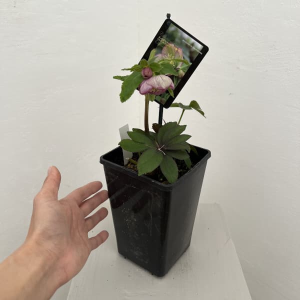 クリスマスローズ：スウィングシングル26-01／1.5Lポット【現品販売】