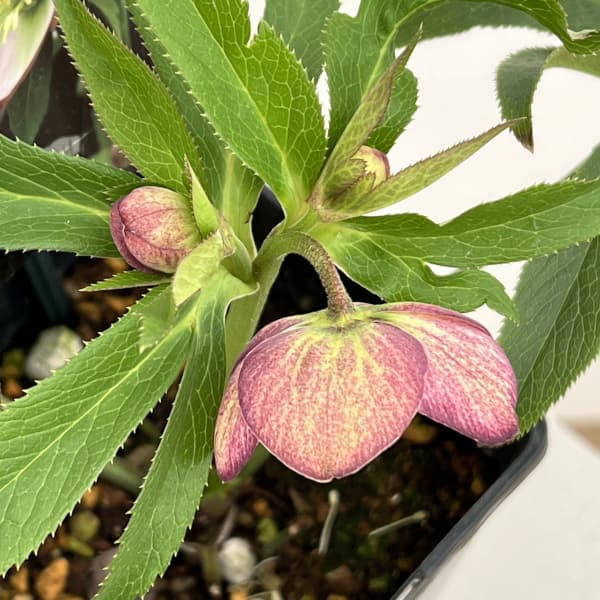 クリスマスローズ：スウィングシングル26-02／1.5Lポット（開花～咲き進み株）【現品販売】