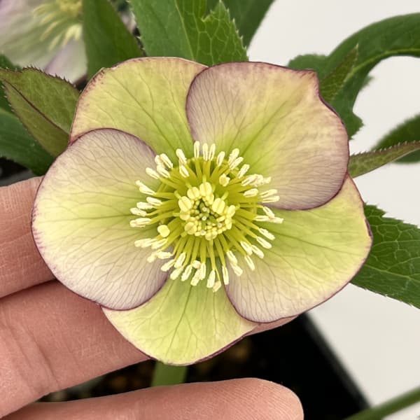 クリスマスローズ：スウィングシングル26-02／1.5Lポット（開花～咲き進み株）【現品販売】