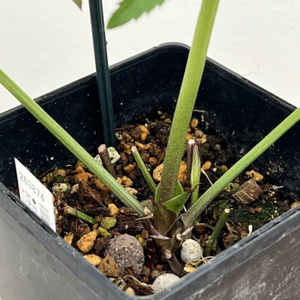 クリスマスローズ：スウィングシングル26-02／1.5Lポット（開花～咲き進み株）【現品販売】