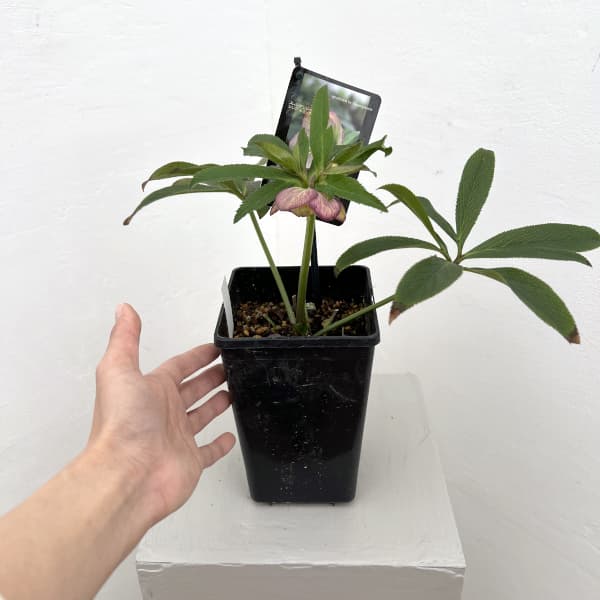 クリスマスローズ：スウィングシングル26-02／1.5Lポット（開花～咲き進み株）【現品販売】