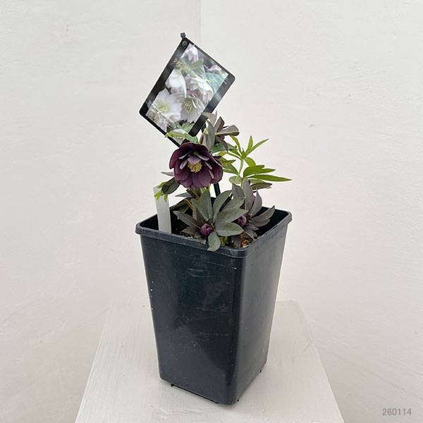 クリスマスローズ：スウィングダブル26-02／1.5Lポット【現品販売】