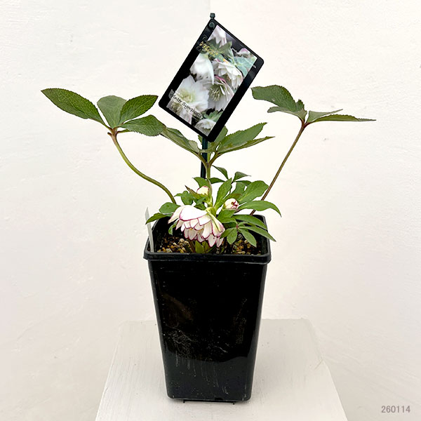 クリスマスローズ：スウィングダブル26-03／1.5Lポット【現品販売】