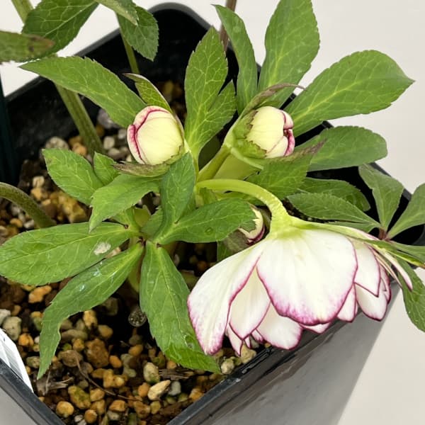 クリスマスローズ：スウィングダブル26-03／1.5Lポット【現品販売】