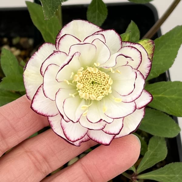 クリスマスローズ：スウィングダブル26-03／1.5Lポット【現品販売】