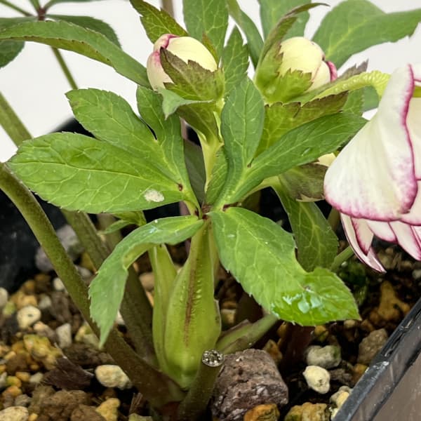 クリスマスローズ：スウィングダブル26-03／1.5Lポット【現品販売】