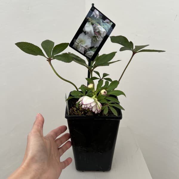 クリスマスローズ：スウィングダブル26-03／1.5Lポット【現品販売】