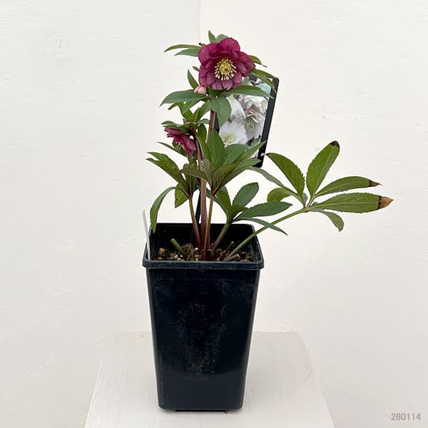 クリスマスローズ：スウィングダブル26-04／1.5Lポット【現品販売】