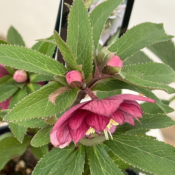 クリスマスローズ:スウィングダブル26-04/1.5Lポット【現品販売】