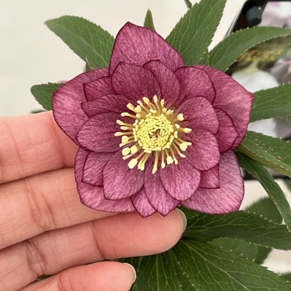 クリスマスローズ:スウィングダブル26-04/1.5Lポット【現品販売】