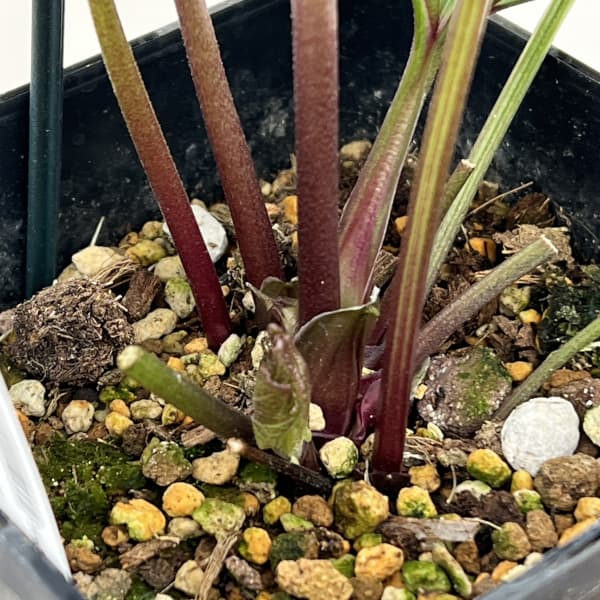 クリスマスローズ:スウィングダブル26-04/1.5Lポット【現品販売】