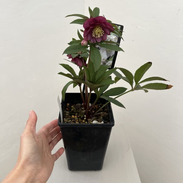 クリスマスローズ:スウィングダブル26-04/1.5Lポット【現品販売】