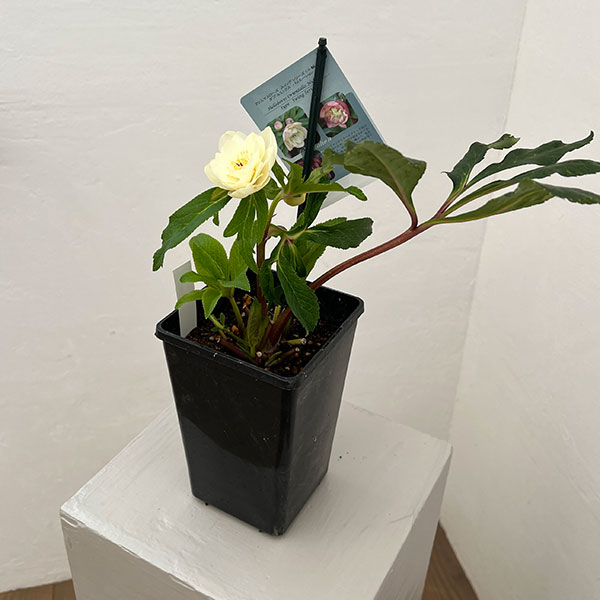 クリスマスローズ：スウィングダブル26-05／1.5Lポット【現品販売】