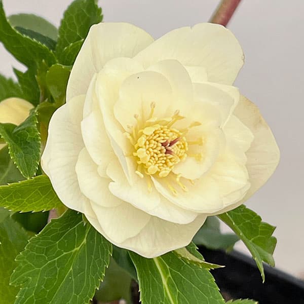 クリスマスローズ：スウィングダブル26-05／1.5Lポット【現品販売】