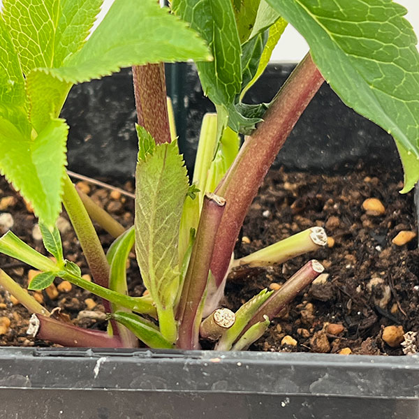 クリスマスローズ：スウィングダブル26-05／1.5Lポット【現品販売】