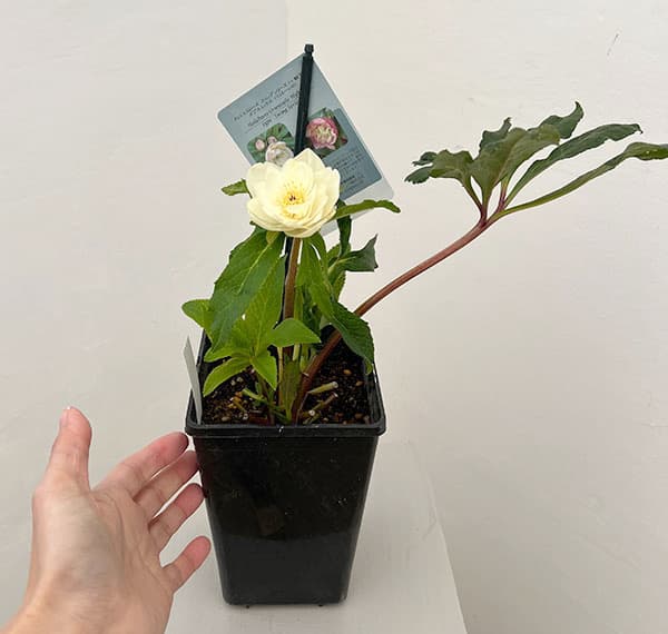 クリスマスローズ：スウィングダブル26-05／1.5Lポット【現品販売】