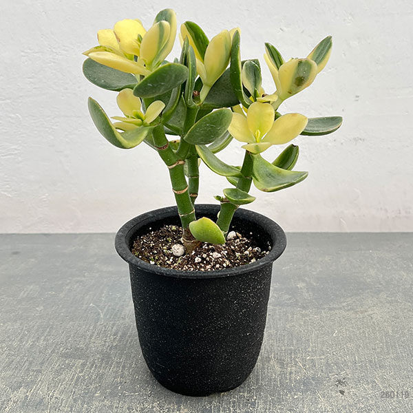 カゲツ：黄金花月 4号鉢植え