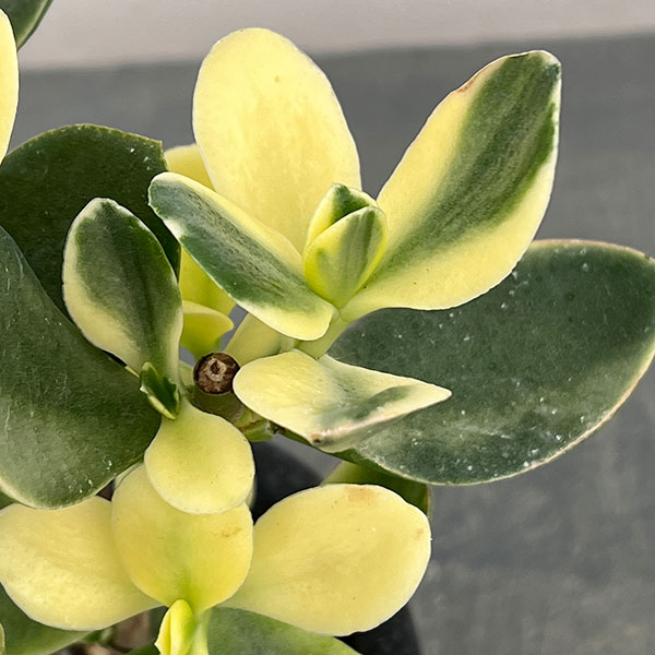 カゲツ：黄金花月 4号鉢植え