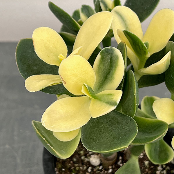 カゲツ：黄金花月 4号鉢植え