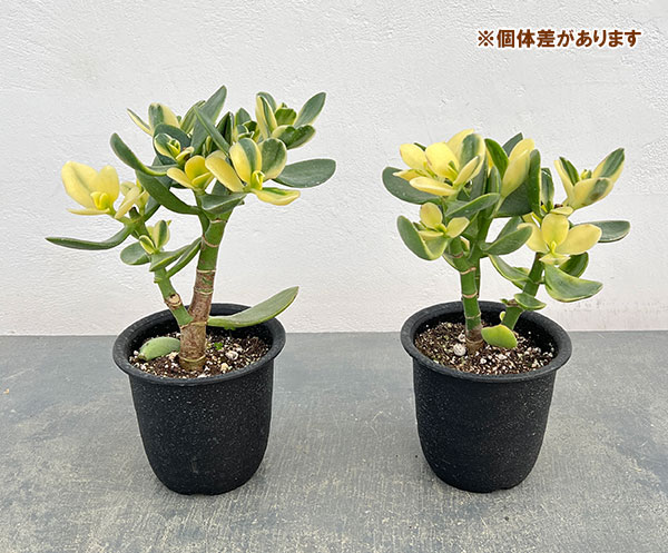 カゲツ：黄金花月 4号鉢植え