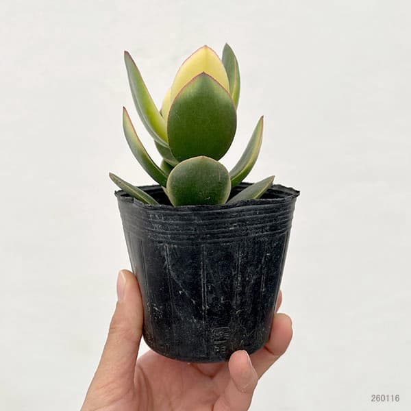 カゲツ（金のなる木）：キラメキ　3号ポット