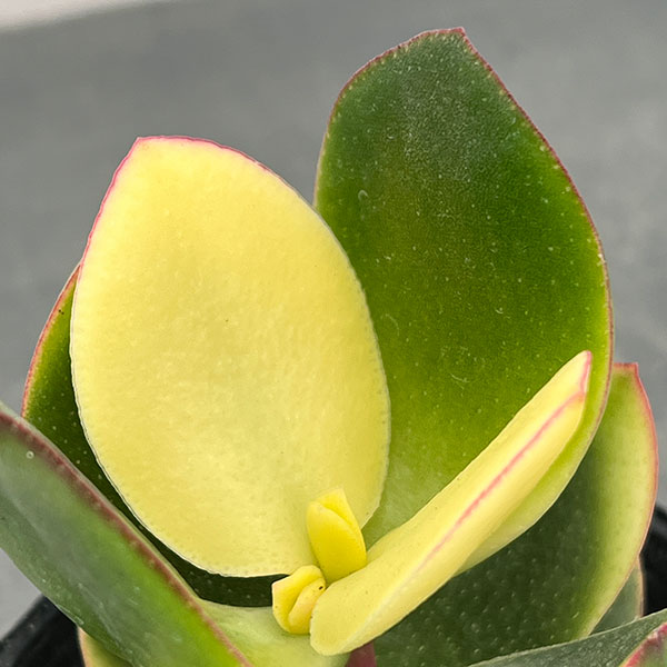 カゲツ（金のなる木）：キラメキ　3号ポット