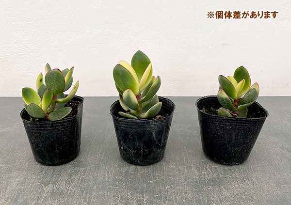 カゲツ（金のなる木）：キラメキ　3号ポット