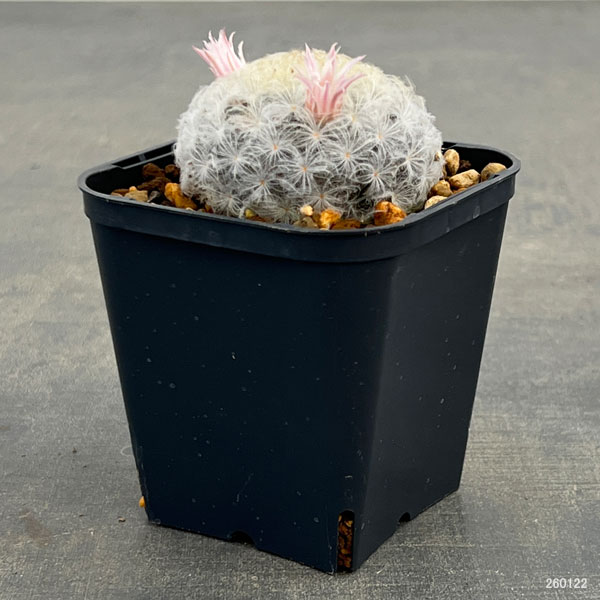 マミラリア：花咲き白星（プルモサ）3号ポット