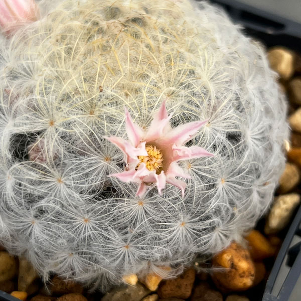 マミラリア：花咲き白星（プルモサ）3号ポット