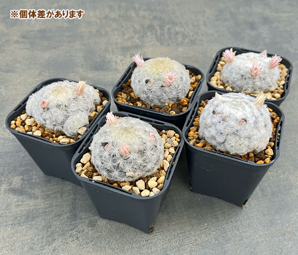 マミラリア：花咲き白星（プルモサ）3号ポット