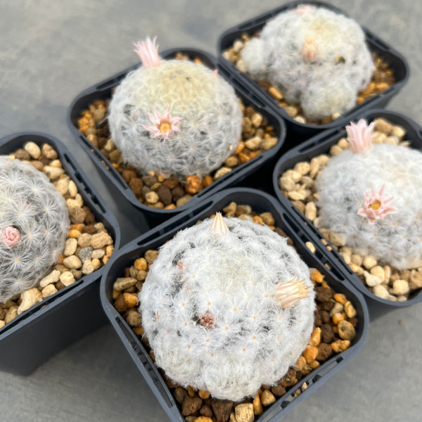 マミラリア：花咲き白星（プルモサ）3号ポット