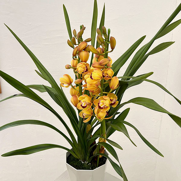 テーブルシンビジウム：穂波2本立ち　5号鉢植え（皿付き）