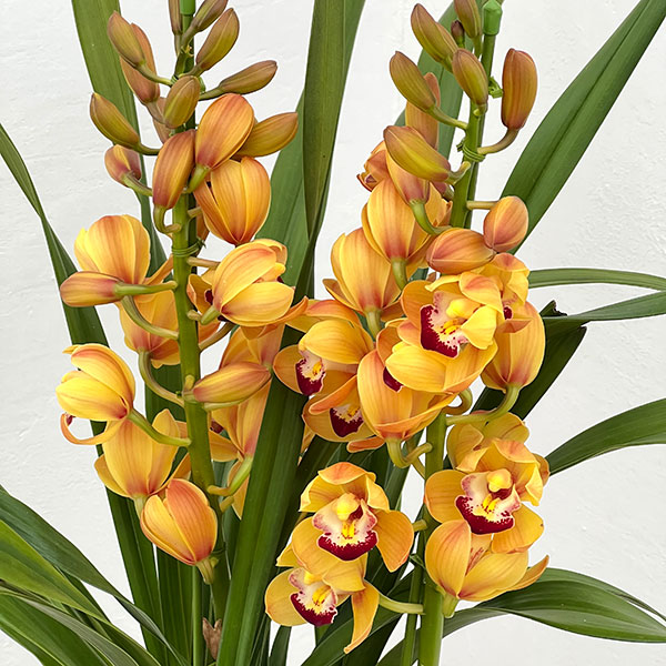 テーブルシンビジウム：穂波2本立ち　5号鉢植え（皿付き）