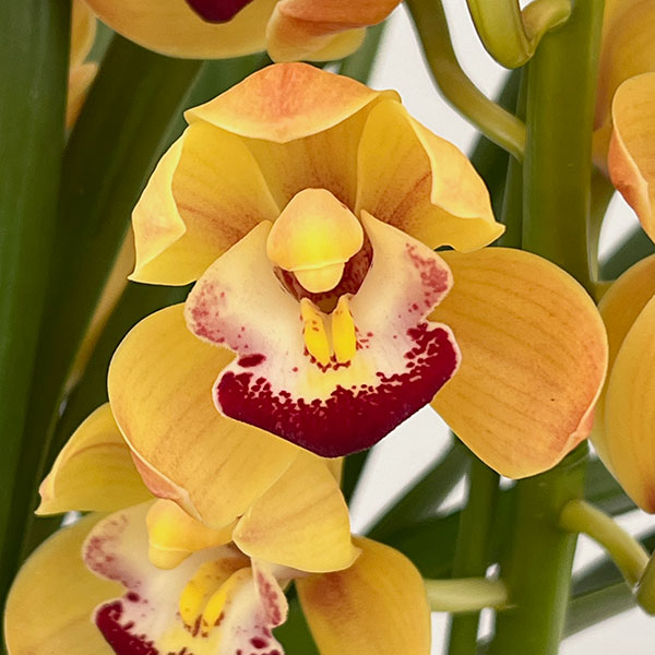 テーブルシンビジウム：穂波2本立ち　5号鉢植え（皿付き）