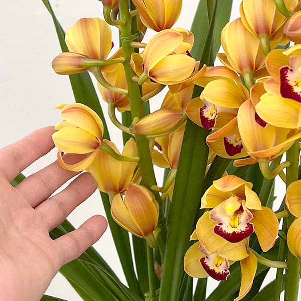 テーブルシンビジウム：穂波2本立ち　5号鉢植え（皿付き）