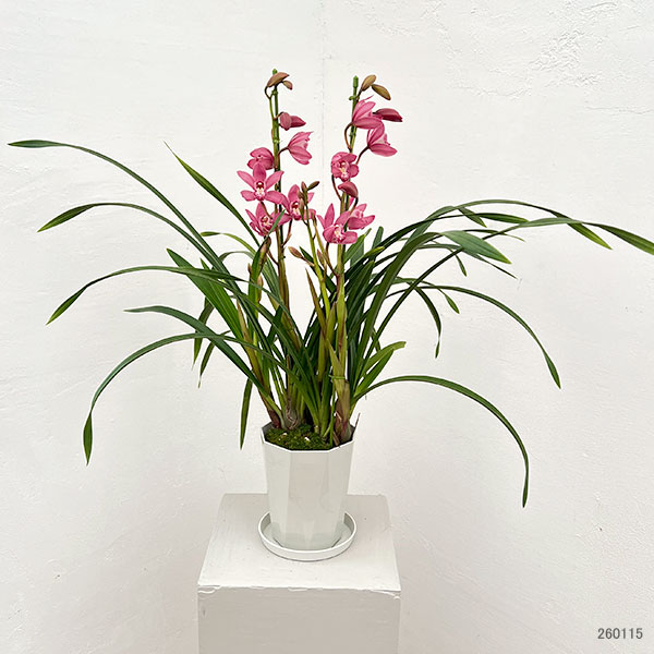 テーブルシンビジウム：ありがとう2本立ち　5号鉢植え（皿付き）