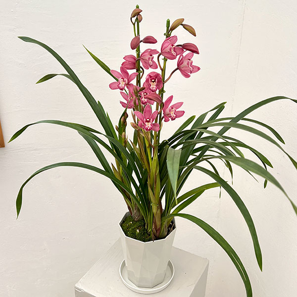 テーブルシンビジウム：ありがとう2本立ち　5号鉢植え（皿付き）