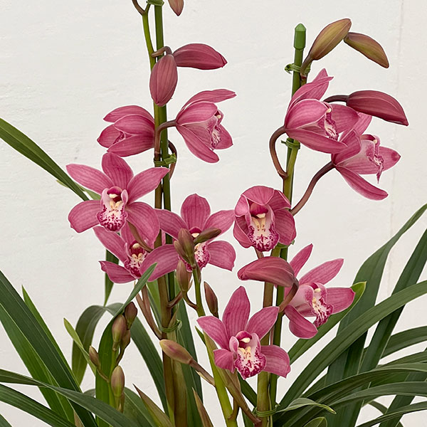 テーブルシンビジウム：ありがとう2本立ち　5号鉢植え（皿付き）