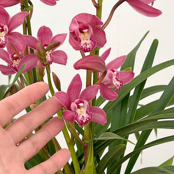 テーブルシンビジウム：ありがとう2本立ち　5号鉢植え（皿付き）