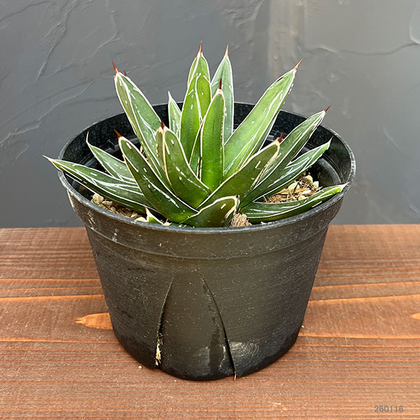 アガベ：ビクトリアレギネ（笹の雪）　バスタマンテ　5号