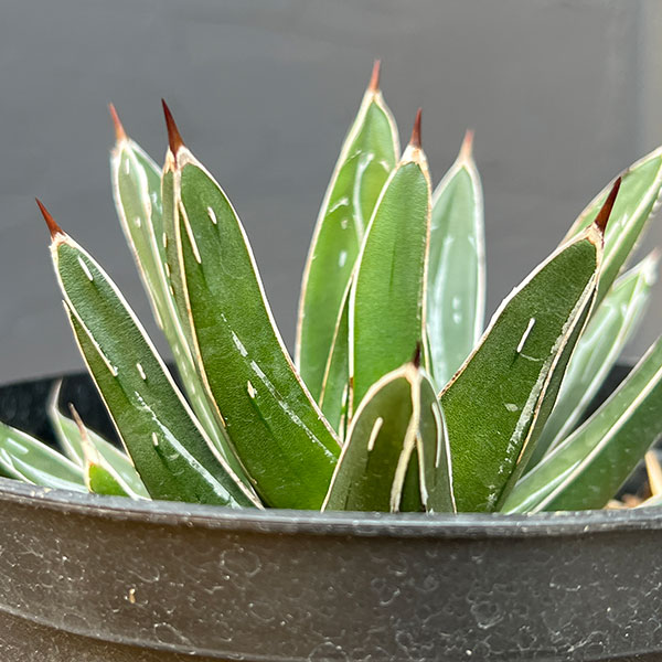 アガベ：ビクトリアレギネ（笹の雪）　バスタマンテ　5号