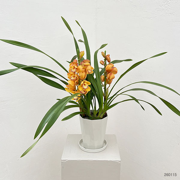 テーブルシンビジウム：打出の小槌2本立ち　5号鉢植え（皿付き）