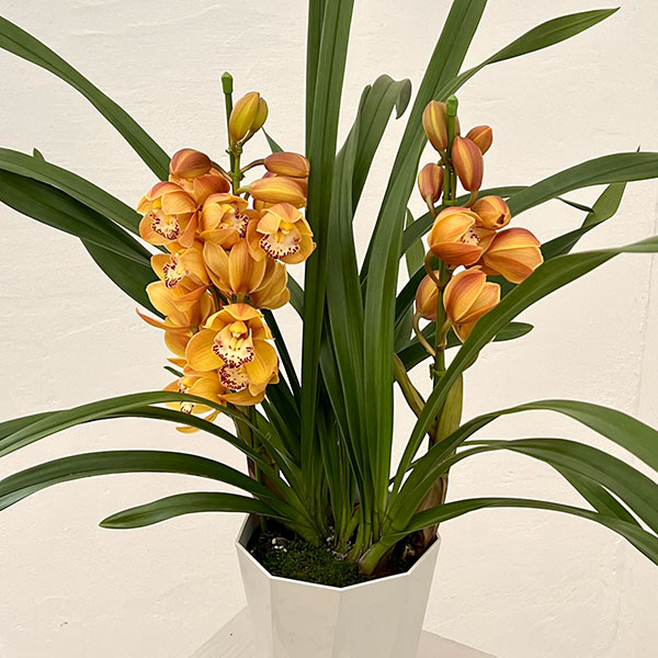 テーブルシンビジウム：打出の小槌2本立ち　5号鉢植え（皿付き）