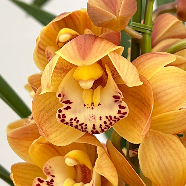 テーブルシンビジウム：打出の小槌2本立ち　5号鉢植え（皿付き）