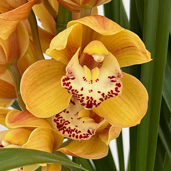 テーブルシンビジウム：打出の小槌2本立ち　5号鉢植え（皿付き）