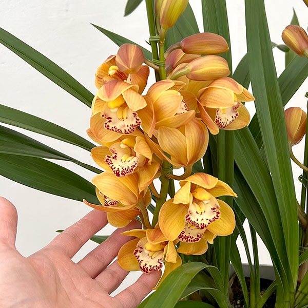 テーブルシンビジウム：打出の小槌2本立ち　5号鉢植え（皿付き）